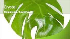  Presentation with photosynthesis - PPT theme with photosynthesis - leaf of monstera isolated background and a tawny brown colored foreground