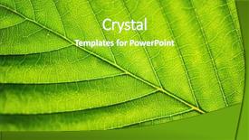  Presentation with element - Cool new PPT theme with photosynthesis - macro of leaf element backdrop and a shamrock green colored foreground