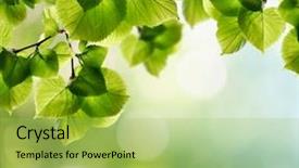  Presentation with photosynthesis - Cool new theme with photosynthesis - natural green background with selective backdrop and a yellow colored foreground