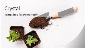  Presentation with photosynthesis - Slides featuring photosynthesis - young tomato seedling background and a white colored foreground