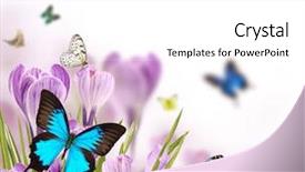  Presentation with butterflies - Audience pleasing PPT layouts consisting of free biology - spring flowers with butterflies backdrop and a white colored foreground