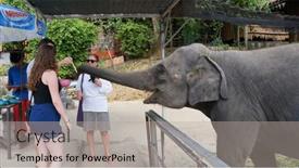  Presentation with december - Colorful PPT theme enhanced with phuket-thailand-december-24-2016 backdrop and a light gray colored foreground