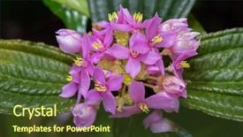  Presentation with magenta - Audience pleasing slide deck consisting of southeast asian nations - closeup pink magenta flowers backdrop and a tawny brown colored foreground