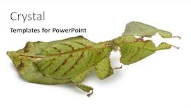  Presentation with insect - Beautiful PPT theme featuring phyllium bioculatum leaf insect or walking leave phylliidae in front of white background backdrop and a white colored foreground