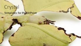  Presentation with insect - Colorful presentation design enhanced with phyllium giganteum leaf insect walking leave phyllidae in front of white background backdrop and a blonde colored foreground