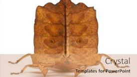  Presentation with insect - Cool new PPT theme with phyllium westwoodii a stick insect in front of white background backdrop and a coral colored foreground