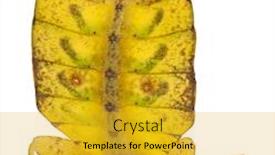  Presentation with insect - Slides enhanced with phyllium-westwoodii-a-stick-insect background and a gold colored foreground