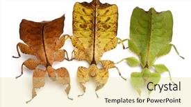  Presentation with insect - Presentation theme enhanced with phyllium westwoodii three stick insects background and a blonde colored foreground