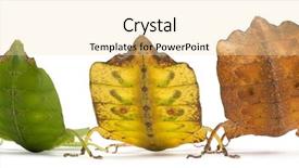  Presentation with three - PPT theme enhanced with phyllium westwoodii three stick insects background and a blonde colored foreground
