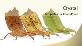  Presentation with insect - Colorful theme enhanced with phyllium westwoodii three stick insects backdrop and a blonde colored foreground