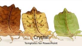  Presentation with three phase induction motor - Audience pleasing slides consisting of phyllium westwoodii three stick insects backdrop and a  colored foreground