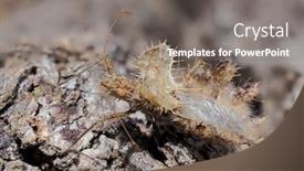  Presentation with egg - Presentation design having phyllomorpha-laciniata-the-golden-egg background and a gray colored foreground