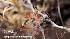  Presentation with egg - Presentation featuring phyllomorpha-laciniata-the-golden-egg background and a tawny brown colored foreground