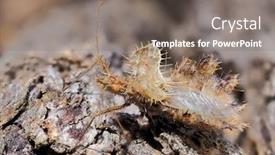  Presentation with egg - Presentation theme consisting of phyllomorpha-laciniata-the-golden-egg background and a gray colored foreground