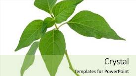  Presentation with green - Cool new theme with physalis-alkekeng-green-branchi backdrop and a yellow colored foreground