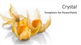  Presentation with gooseberry - PPT theme enhanced with physalis fruit closeup cape gooseberry background and a white colored foreground