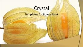  Presentation with fruits - Slide set enhanced with physalis-fruits-on-a-white background and a blonde colored foreground