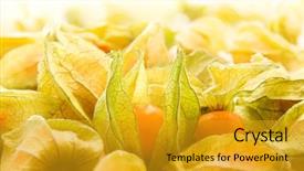  Presentation with lanterns - Presentation enhanced with physalis ground cherries cap background and a gold colored foreground