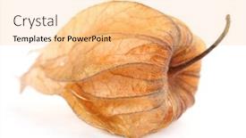  Presentation with simple minimalist white - Audience pleasing presentation consisting of physalis isolated on white backdrop and a lemonade colored foreground