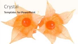  Presentation with background - Slides enhanced with physalis-on-white-background background and a lemonade colored foreground