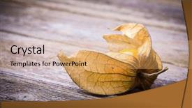  Presentation with old wood - PPT layouts with physalis or cape gooseberry fruit background and a coral colored foreground