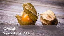  Presentation with old-wood - Slide deck featuring physalis or cape gooseberry fruit background and a gray colored foreground