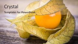  Presentation with old wood - PPT layouts enhanced with physalis or cape gooseberry fruit background and a yellow colored foreground