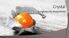  Presentation with gooseberry - Cool new PPT theme with physalis or cape gooseberry fruit backdrop and a white colored foreground