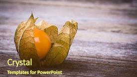  Presentation with gooseberry - Colorful PPT layouts enhanced with physalis or cape gooseberry fruit backdrop and a tawny brown colored foreground