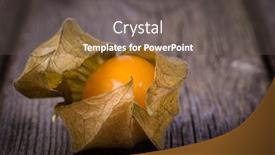  Presentation with gooseberry - Presentation design consisting of physalis-or-cape-gooseberry-fruit background and a dark gray colored foreground