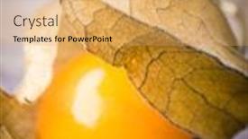  Presentation with gooseberry - Amazing PPT theme having physalis-or-cape-gooseberry-fruit backdrop and a coral colored foreground