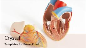  Presentation with vessels - Audience pleasing slides consisting of physiology - anatomically correct model backdrop and a coral colored foreground