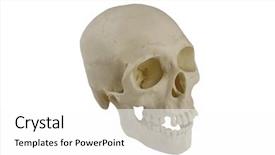  Presentation with skull - Beautiful PPT theme featuring physiology - human skull model backdrop and a white colored foreground