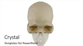  Presentation with skull - Slides with physiology - human skull model background and a white colored foreground