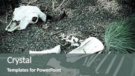  Presentation with skeletal - Beautiful PPT layouts featuring physiology - skeletal remains of a large backdrop and a gray colored foreground