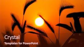  Presentation with phyto - Cool new PPT layouts with phyto - grass silhouette against sunset close backdrop and a tawny brown colored foreground