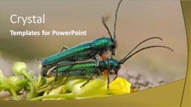  Presentation with ritual - Colorful slide set enhanced with phytoecia-caerulea-longhorn-beetle backdrop and a coral colored foreground