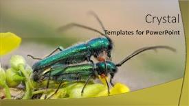  Presentation with ritual - Beautiful presentation featuring phytoecia-caerulea-longhorn-beetle backdrop and a mint green colored foreground