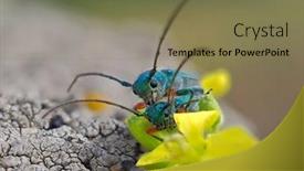  Presentation with ritual - Presentation theme having phytoecia-caerulea-longhorn-beetle background and a violet colored foreground