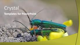  Presentation with natural - Beautiful presentation featuring phytoecia-caerulea-longhorn-beetle backdrop and a gray colored foreground