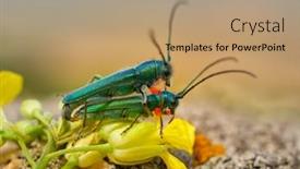  Presentation with natural - PPT theme consisting of phytoecia-caerulea-longhorn-beetle background and a coral colored foreground