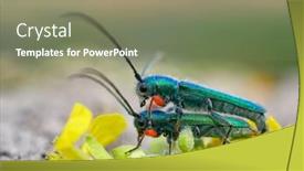  Presentation with ritual - Amazing PPT theme having phytoecia-caerulea-longhorn-beetle backdrop and a gray colored foreground