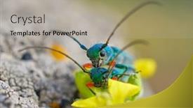  Presentation with ritual - PPT theme with phytoecia-caerulea-longhorn-beetle background and a light gray colored foreground