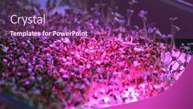  Presentation with lighting - Presentation theme enhanced with phytolamp-illuminates-young-seedlings-special background and a violet colored foreground
