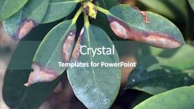  Presentation with disease - Colorful presentation design enhanced with phytophthora cinnamomi rands fungal disease backdrop and a ocean colored foreground