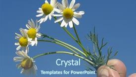  Presentation with phytotherapie - PPT layouts consisting of phytotherapie - wild chamomile background and a ocean colored foreground