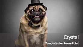  Presentation with domestic animal - Presentation theme consisting of piaggio - beige funny pug dog background and a dark gray colored foreground