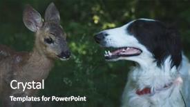  Presentation with roe and caviar - Slide deck enhanced with piaggio - curious dog and roe deer background and a tawny brown colored foreground