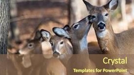  Presentation with winter forest - Slides having piaggio - deer family in winter forest background and a tawny brown colored foreground