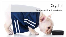  Presentation with hockey puck - Audience pleasing PPT layouts consisting of piaggio - french bulldog puppy wearing hockey backdrop and a white colored foreground